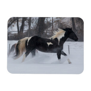 Horse Running Through the Snow Magnet