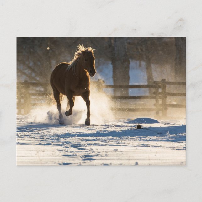 Horse Running Through the Snow Postcard (Front)