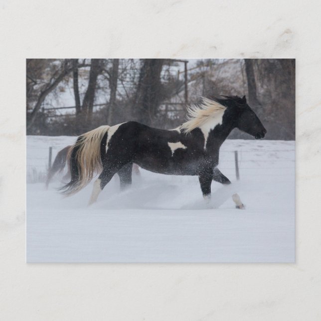 Horse Running Through the Snow Postcard (Front)