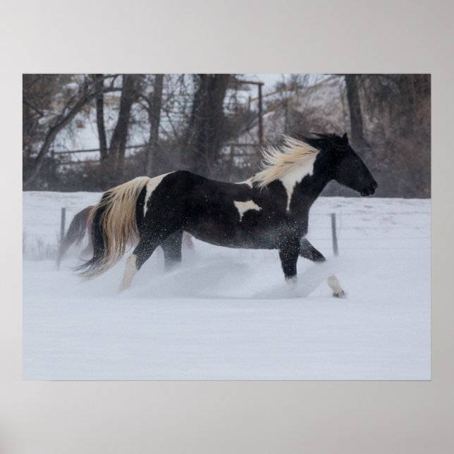 Horse Running Through the Snow Poster (Front)