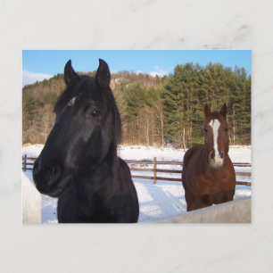 HORSE SCENTS POSTCARD
