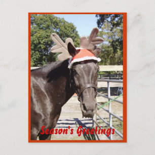 Horse Season's Greetings Holiday Postcard