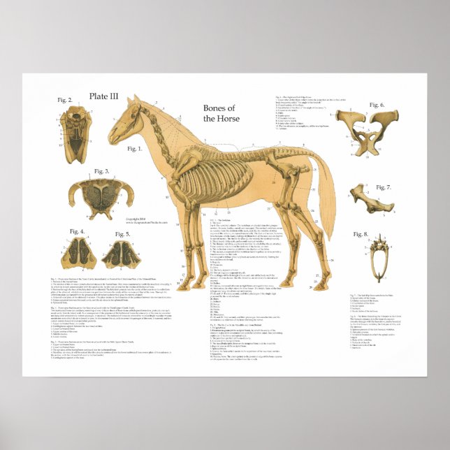 Horse Skeletal Anatomy Poster Chart (Front)