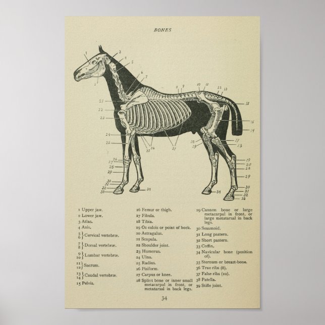 Horse Skeletal Anatomy Print (Front)