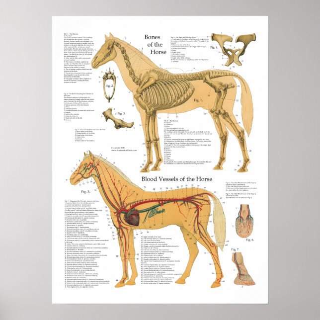 Horse Skeletal Arterial Anatomy Veterinary Chart (Front)
