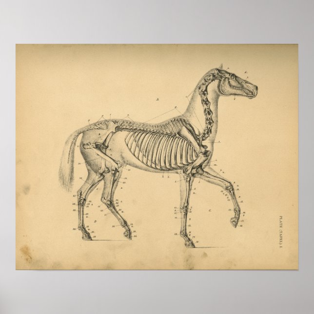 Horse Skeleton Anatomy 1908 Vintage Print (Front)