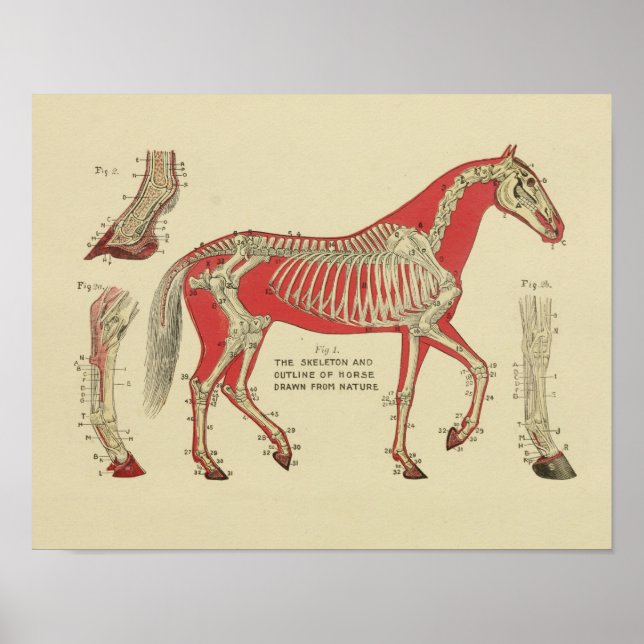 Horse Skeleton Anatomy Print 1902 (Front)
