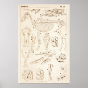 Horse Skeleton Veterinary Anatomy Print