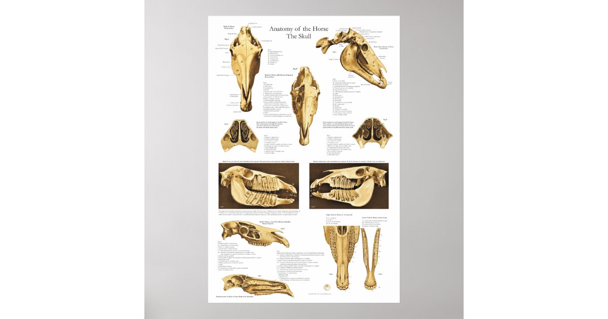 Horse Skull Anatomy Poster Anatomical Chart | Zazzle.com.au