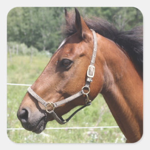 Horse Square Sticker