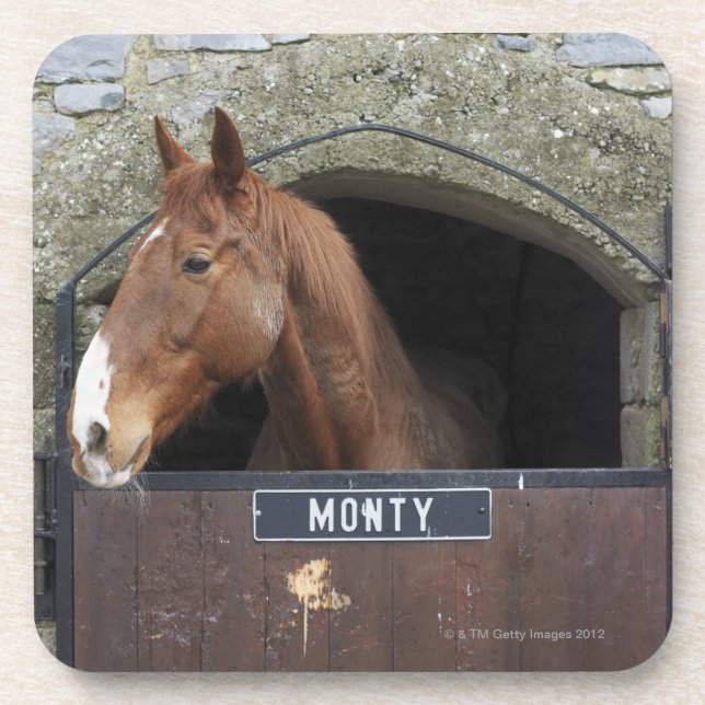 Horse standing looking out of its stable coaster (Front)