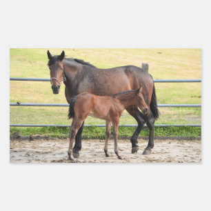 Horse stickers