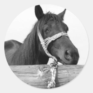 Horse Stickers