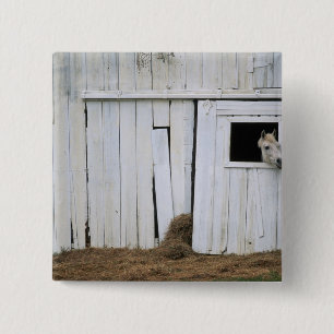 Horse Sticking Head out Barn Window 15 Cm Square Badge