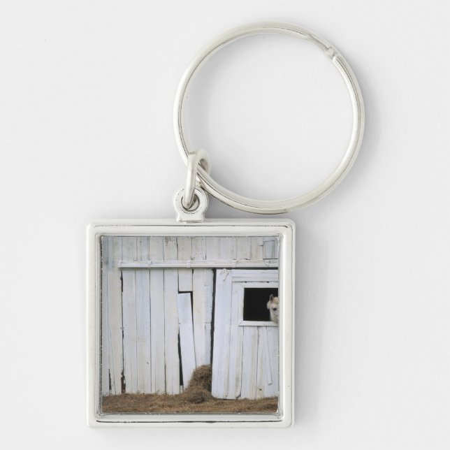 Horse Sticking Head out Barn Window Key Ring (Front)