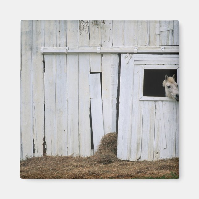 Horse Sticking Head out Barn Window Magnet (Front)