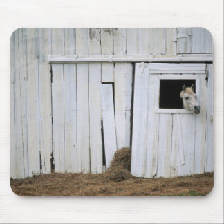 Horse Sticking Head out Barn Window Mouse Pad