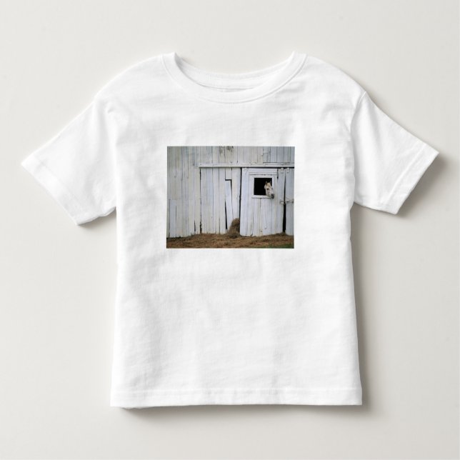 Horse Sticking Head out Barn Window Toddler T-Shirt (Front)