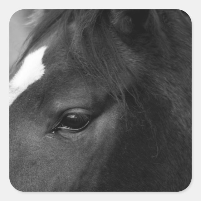 Horse stkcna square sticker (Front)