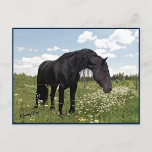 Horse Stretch Postcard