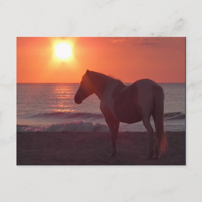 Horse Sunrise Postcard (Front)