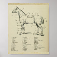 Horse Surface Anatomy Print