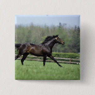 Horse Thoroughbreds, Wassl 1988, 15 Cm Square Badge