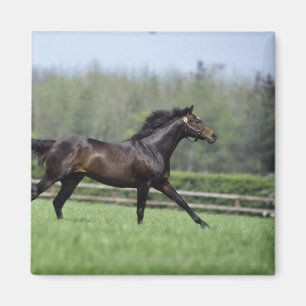 Horse Thoroughbreds, Wassl 1988, Magnet