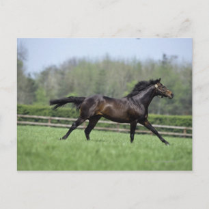 Horse Thoroughbreds, Wassl 1988, Postcard