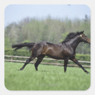 Horse Thoroughbreds, Wassl 1988, Square Sticker