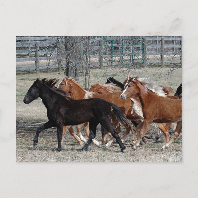 Horse Thunder Postcard (Front)
