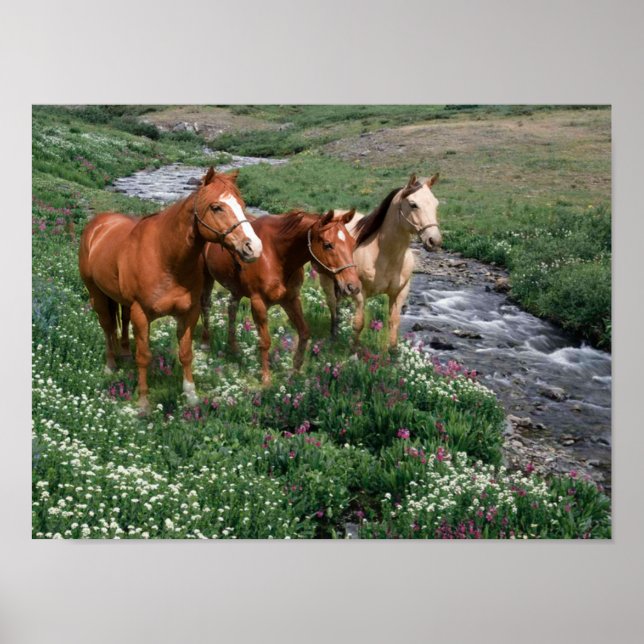 Horse Trio Print (Front)