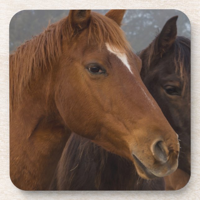 Horse Triplets Coaster (Front)