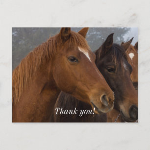 Horse Triplets Thank You Postcard