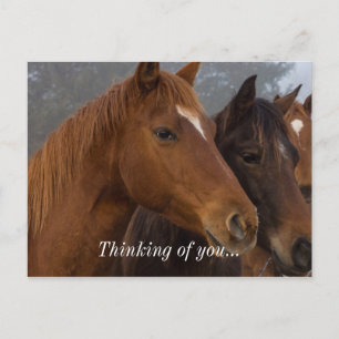 Horse Triplets Thinking Of You Postcard