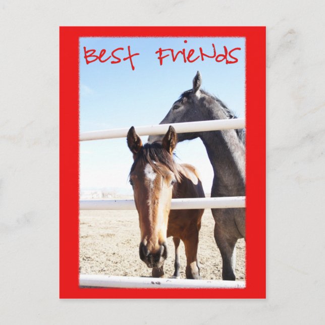 Horse Valentin IV Postcard (Front)