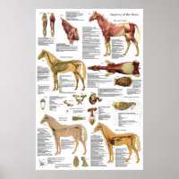 Horse Veterinary Muscle Skeletal Anatomy Poster