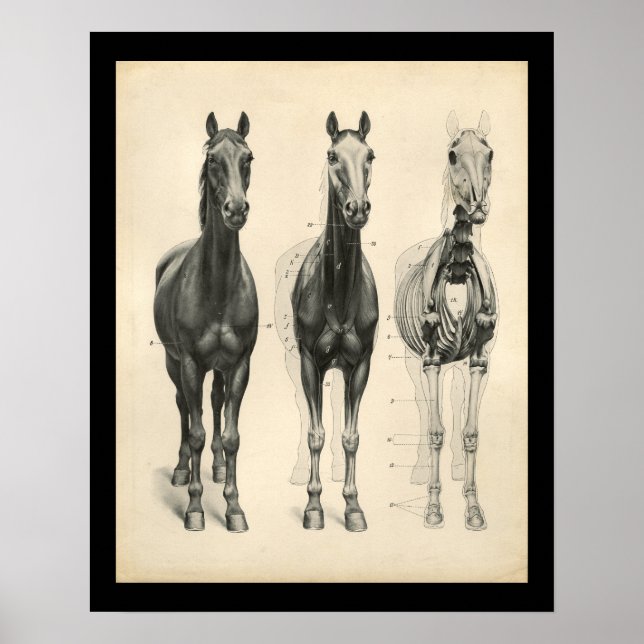 Horse Veterinary Skeletal Muscle Anatomy Print (Front)