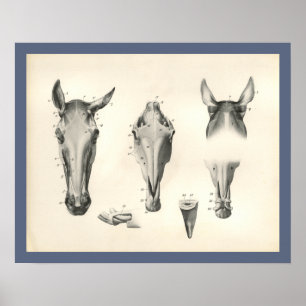 Horse Veterinary Skull Head Muscle Anatomy Print