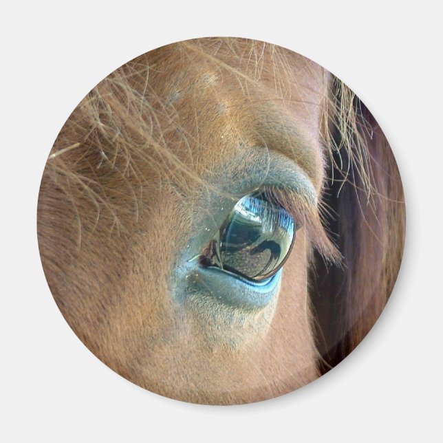Horse Vision Magnet (Front)