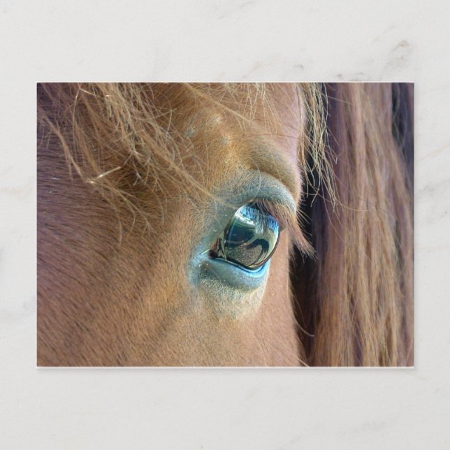 Horse Vision Postcard (Front)