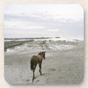 Horse walking on the beach coaster