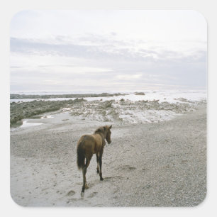 Horse walking on the beach square sticker