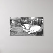 Horse Wall Art Black and White Photobomber