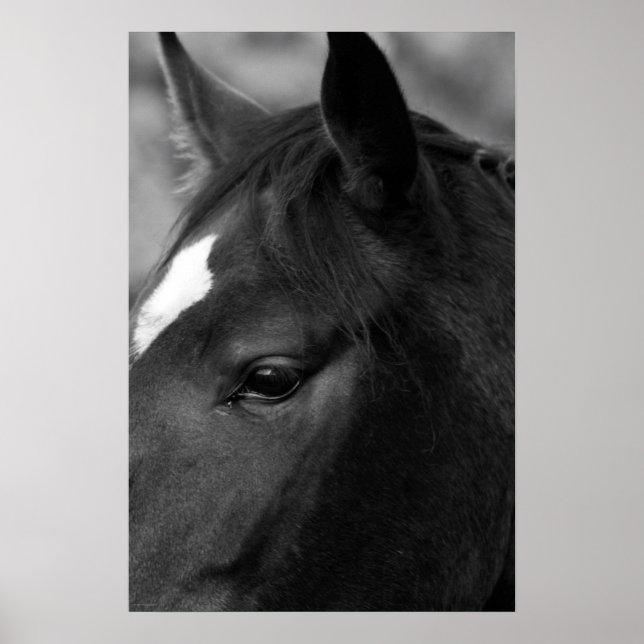 Horse wapcn poster (Front)