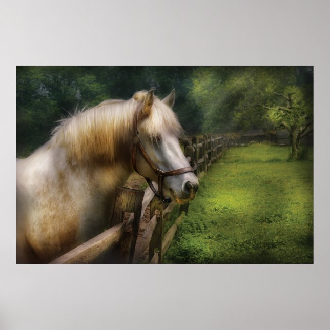 Horse - White Stallion Poster (Front)