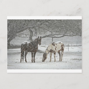 horse winter snow farm ranch animals snowy frozen postcard