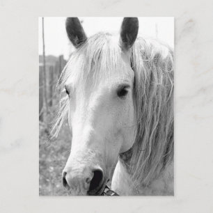 Horse with Grass Postcard