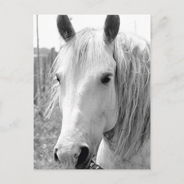 Horse with Grass Postcard (Front)