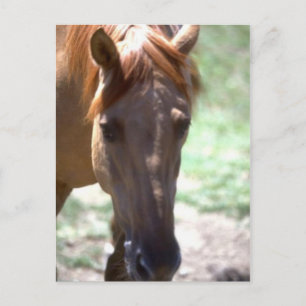 Horse with Mane Postcard